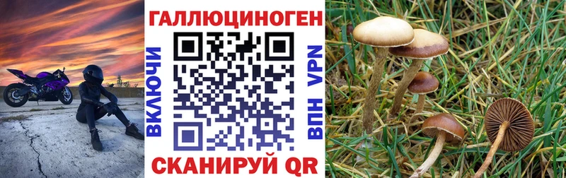 Галлюциногенные грибы Psilocybe  хочу   Иланский 